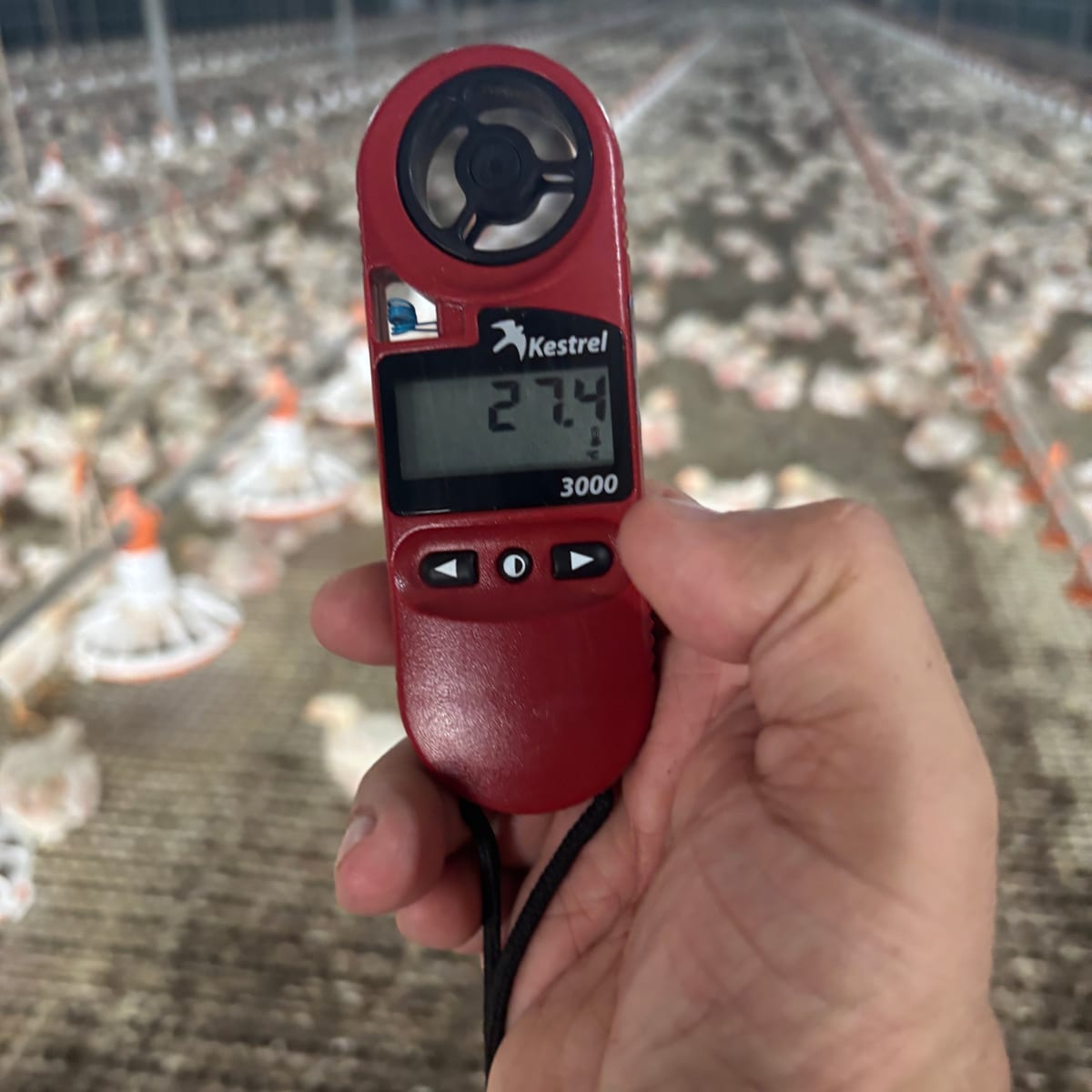 Medición de velocidad de aire con anemómetro dentro de un galpón de broilers