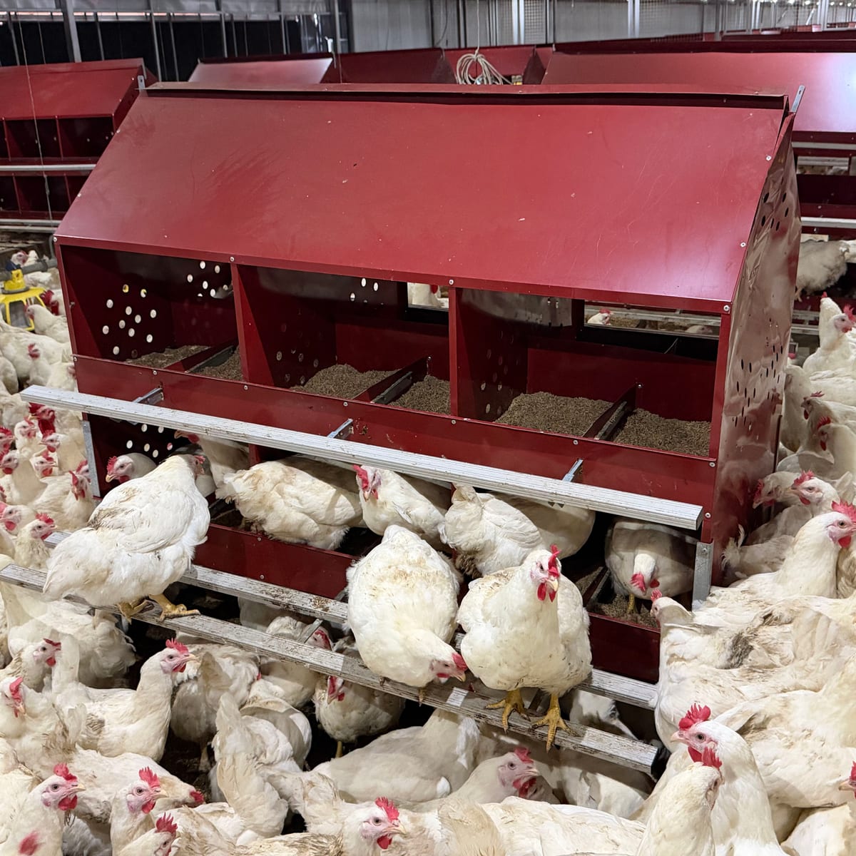 Gallinas ponedoras en sistema de nidales automatizado